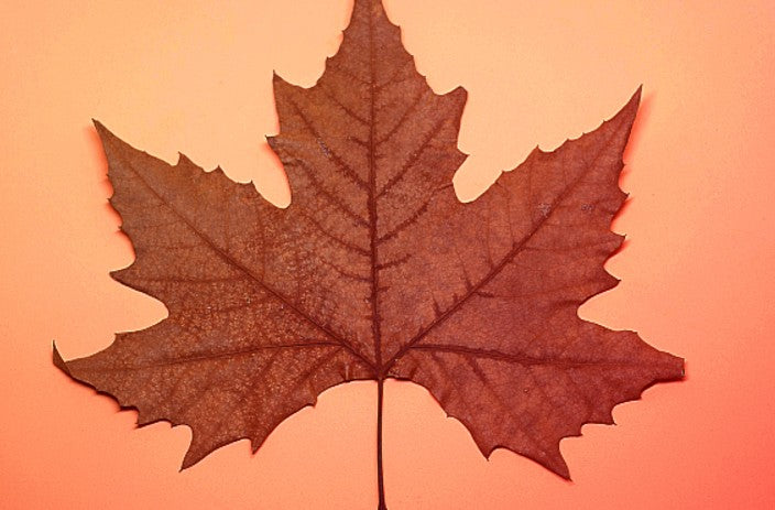 Made in Canada